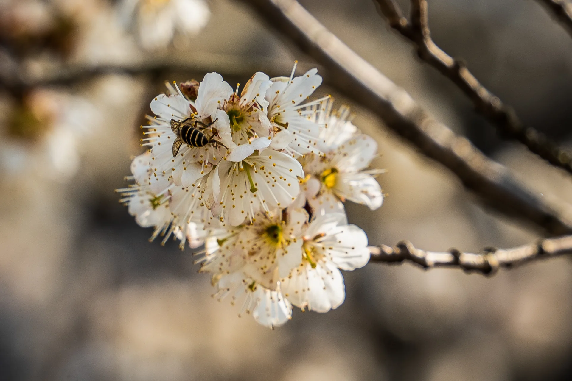 采蜜昆虫停在白色花簇上 / A pollinating insect resting on white blossoms