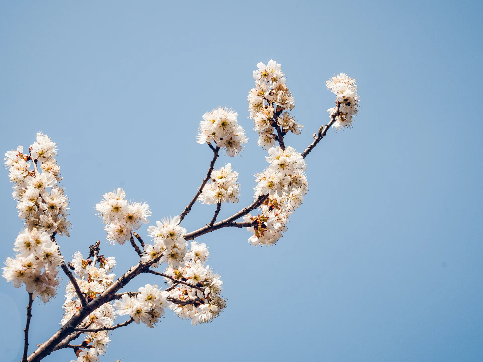白色花枝伸向澄澈的蓝天 / White flowering branches reaching into a clear blue sky
