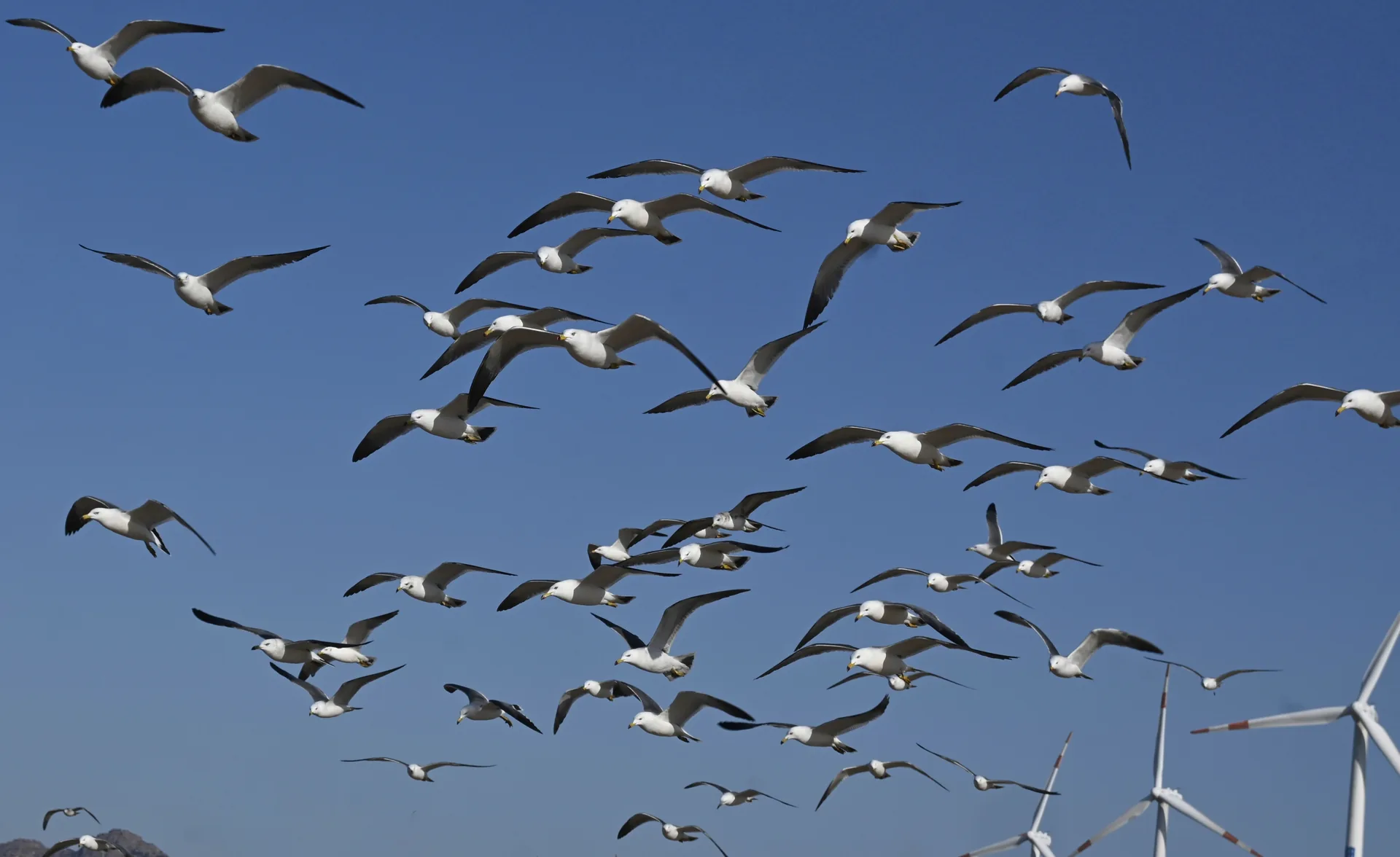 成群海鸥从深蓝天空中飞过 / A flock of gulls crossing a deep-blue sky