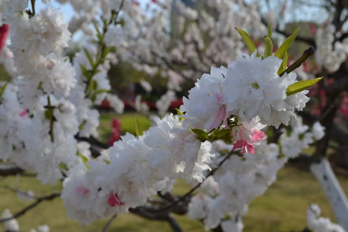 白色与粉色花朵在春日庭院中盛开 / White and pink blossoms in a spring courtyard