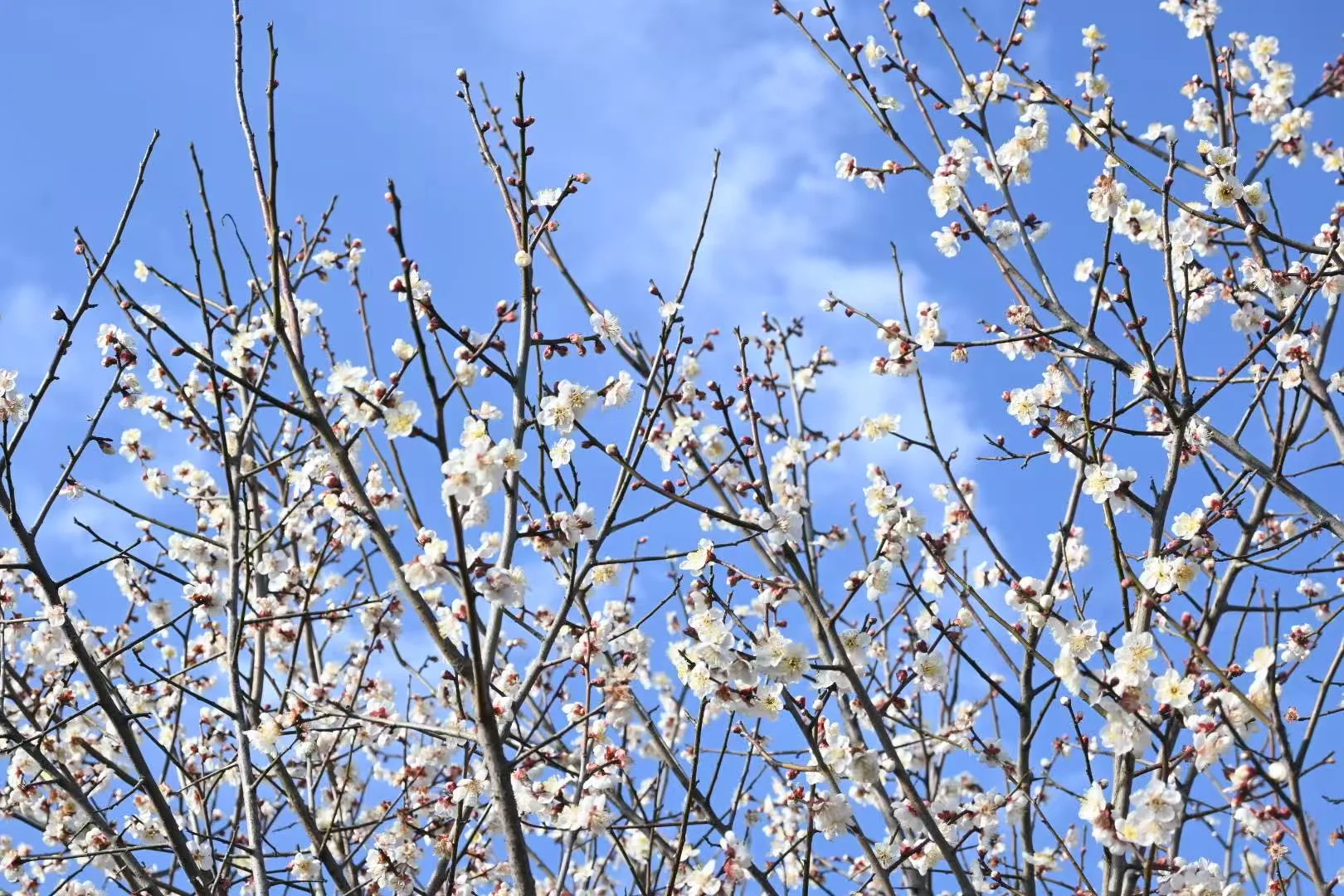 白色梅花枝条交错伸向湛蓝天空 / White plum branches crossing into a bright-blue sky