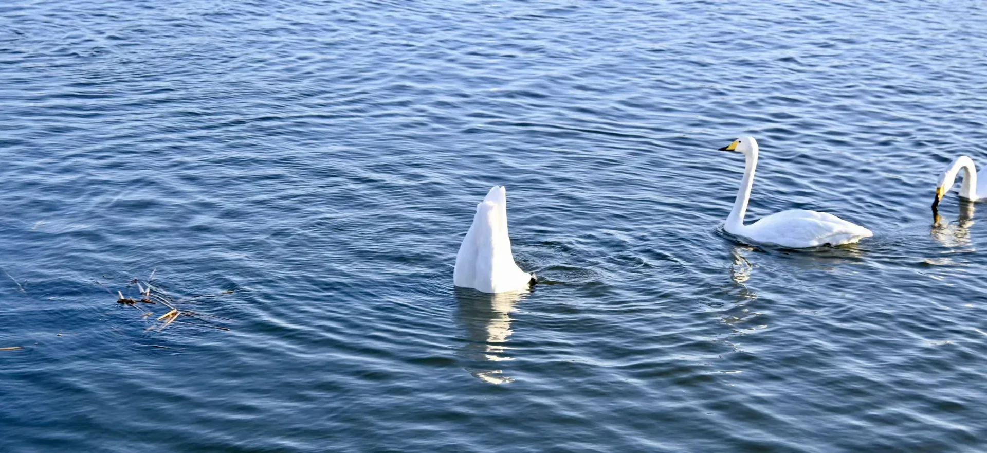 三只白天鹅在蓝色水面上游弋觅食 / Three white swans foraging across blue water